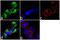Rho guanine nucleotide exchange factor 2 antibody, 720323, Invitrogen Antibodies, Immunofluorescence image 
