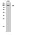Progesterone Receptor antibody, STJ95210, St John