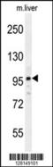 Interactor Of Little Elongation Complex ELL Subunit 2 antibody, 55-236, ProSci, Western Blot image 