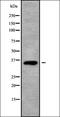 MAGA3 antibody, orb336216, Biorbyt, Western Blot image 
