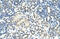 Zinc Finger MYND-Type Containing 11 antibody, 28-168, ProSci, Immunohistochemistry frozen image 