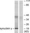 SNCG antibody, TA313036, Origene, Western Blot image 