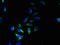 Solute Carrier Family 66 Member 1 antibody, LS-C377840, Lifespan Biosciences, Immunofluorescence image 