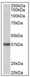 Clusterin antibody, AP31850PU-N, Origene, Western Blot image 