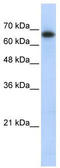 Zinc Finger And SCAN Domain Containing 12 antibody, TA334231, Origene, Western Blot image 