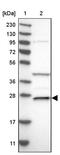 5', 3'-Nucleotidase, Cytosolic antibody, PA5-54851, Invitrogen Antibodies, Western Blot image 