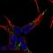 NELL2 antibody, PA5-65156, Invitrogen Antibodies, Immunofluorescence image 