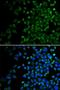 BCL2 Antagonist/Killer 1 antibody, LS-C330828, Lifespan Biosciences, Immunofluorescence image 