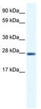 Chloride Intracellular Channel 1 antibody, TA338515, Origene, Western Blot image 