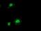 Integrin Alpha FG-GAP Repeat Containing 2 antibody, MA5-25577, Invitrogen Antibodies, Immunocytochemistry image 