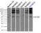 Solute Carrier Family 7 Member 8 antibody, orb314791, Biorbyt, Western Blot image 