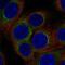 AP-3 complex subunit delta-1 antibody, NBP2-57286, Novus Biologicals, Immunofluorescence image 