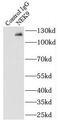 Serine/threonine-protein kinase Nek9 antibody, FNab05654, FineTest, Immunoprecipitation image 