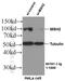 hMSH2 antibody, 60161-1-Ig, Proteintech Group, Western Blot image 