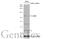 ICBP90 antibody, GTX103925, GeneTex, Western Blot image 