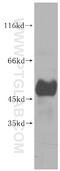 U2AF Homology Motif Kinase 1 antibody, 11624-1-AP, Proteintech Group, Western Blot image 