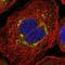 Liver carboxylesterase 1 antibody, NBP1-84556, Novus Biologicals, Immunofluorescence image 