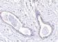 Abraxas 1, BRCA1 A Complex Subunit antibody, NBP1-76827, Novus Biologicals, Immunohistochemistry frozen image 
