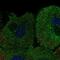 Potassium Two Pore Domain Channel Subfamily K Member 7 antibody, NBP2-57882, Novus Biologicals, Immunofluorescence image 