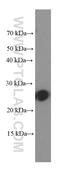 Complement C1q C Chain antibody, 66268-1-Ig, Proteintech Group, Western Blot image 