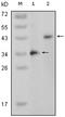 Mitogen-activated protein kinase 11 antibody, AM06199SU-N, Origene, Western Blot image 