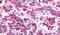 Neuromedin U Receptor 2 antibody, PA5-32943, Invitrogen Antibodies, Immunohistochemistry frozen image 
