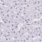 Chromosome 19 Open Reading Frame 81 antibody, NBP2-32518, Novus Biologicals, Immunohistochemistry frozen image 