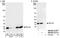 Ribosomal Protein L26 antibody, NB100-2131, Novus Biologicals, Western Blot image 