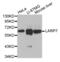 La Ribonucleoprotein Domain Family Member 7 antibody, abx004594, Abbexa, Western Blot image 