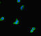 TOX High Mobility Group Box Family Member 3 antibody, CSB-PA024075LA01HU, Cusabio, Immunofluorescence image 