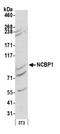 Nuclear Cap Binding Protein Subunit 1 antibody, A301-794A, Bethyl Labs, Western Blot image 