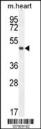 Leucine-rich repeat-containing protein 34 antibody, 55-283, ProSci, Western Blot image 