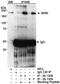 Werner syndrome ATP-dependent helicase antibody, A300-239A, Bethyl Labs, Immunoprecipitation image 