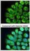Complement C2 antibody, NBP1-32589, Novus Biologicals, Immunocytochemistry image 