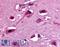 Opioid Receptor Delta 1 antibody, LS-A226, Lifespan Biosciences, Immunohistochemistry frozen image 