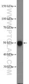 SRY-Box 1 antibody, 20744-1-AP, Proteintech Group, Western Blot image 