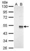 Protein Wnt-7a antibody, PA5-78227, Invitrogen Antibodies, Western Blot image 