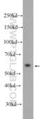 MPN Domain Containing antibody, 24420-1-AP, Proteintech Group, Western Blot image 