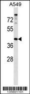 Progestin And AdipoQ Receptor Family Member 7 antibody, 58-382, ProSci, Western Blot image 