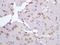 Dopachrome Tautomerase antibody, orb213841, Biorbyt, Immunohistochemistry paraffin image 