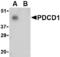 hPD-1 antibody, AHP1705, Bio-Rad (formerly AbD Serotec) , Western Blot image 