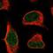 Caspase Recruitment Domain Family Member 10 antibody, NBP1-88600, Novus Biologicals, Immunofluorescence image 