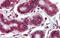 Notch Receptor 4 antibody, orb329684, Biorbyt, Immunohistochemistry paraffin image 