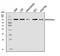 Calnexin antibody, A03372-2, Boster Biological Technology, Western Blot image 