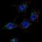 Sterol regulatory element-binding protein cleavage-activating protein antibody, orb137541, Biorbyt, Immunofluorescence image 