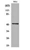 Complement C5a Receptor 1 antibody, orb160342, Biorbyt, Western Blot image 