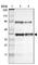 Heterogeneous nuclear ribonucleoprotein D0 antibody, HPA004911, Atlas Antibodies, Western Blot image 