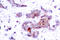 REL Proto-Oncogene, NF-KB Subunit antibody, LS-C176198, Lifespan Biosciences, Immunohistochemistry paraffin image 