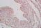Cell Division Cycle 25B antibody, orb2590, Biorbyt, Immunohistochemistry paraffin image 