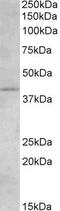 Cannabinoid Receptor 2 antibody, GTX89424, GeneTex, Western Blot image 